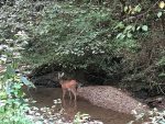 Deer in the creek out front